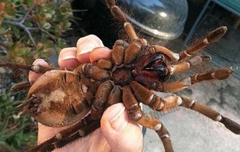 世界上最大的毒蜘蛛，蜢蜘直径25厘米/重230克(毒牙长3.8厘米)