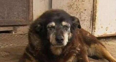 世界最老寿命最长的狗狗辞世，活了30年的它相当于人类133岁高龄