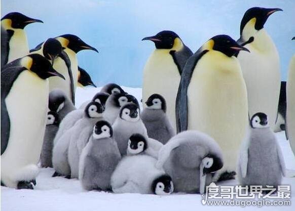 世界上最大的企鹅，皇帝企鹅(身高最大可达120厘米)