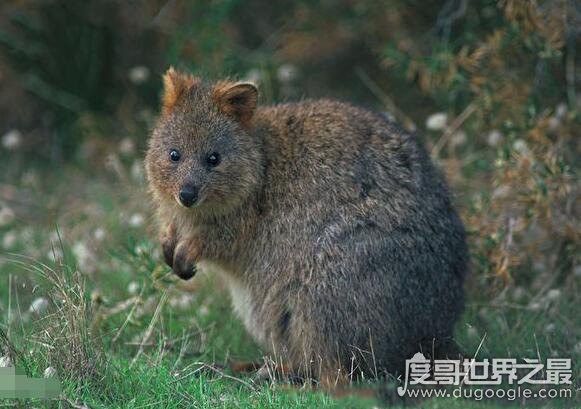 世界上最小的袋鼠，短尾矮袋鼠(体重一般在4.5公斤以内)