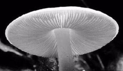 世界上毒性最强的蘑菇——死亡天使蘑菇