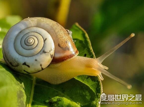 蜗牛吃什么，幼蜗牛多以腐败植物为食(成蜗牛多以绿色植物为食)