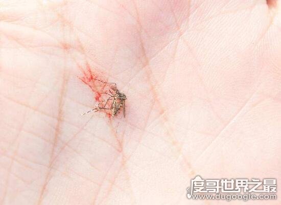 世界上最小的蚊子，墨蚊体长仅1毫米(定咬人超级疼还有毒性)