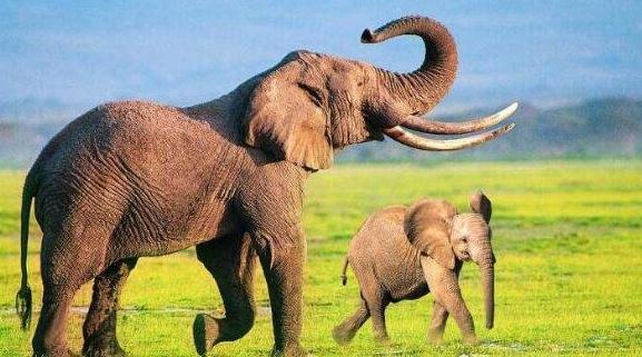 世界上体型最大体重最重的大象，重达13.5吨的公象