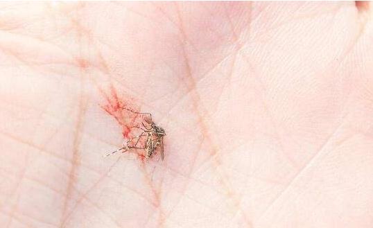 世界上最袖珍的蚊子，墨蚊身子长1~4毫米