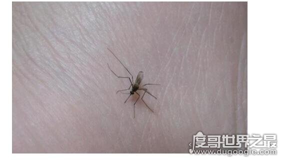 世界上最小的蚊子，墨蚊体长仅1毫米(定咬人超级疼还有毒性)
