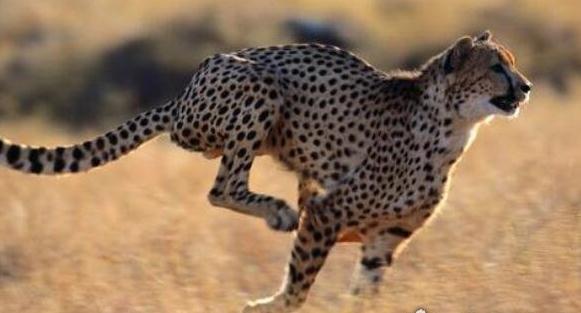 跑得最快的三种动物排行，猎豹时速达130千米