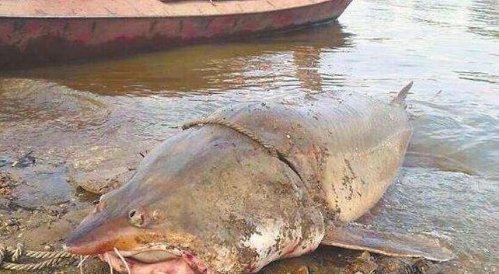 世界上最大的淡水鱼，达氏鳇俗能长到1吨以上