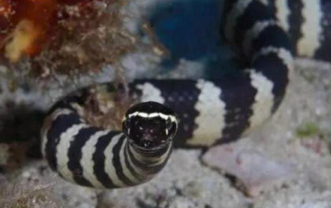 世界上最毒的蛇是那种蛇，裂颊海蛇毒性要比眼镜蛇强8倍