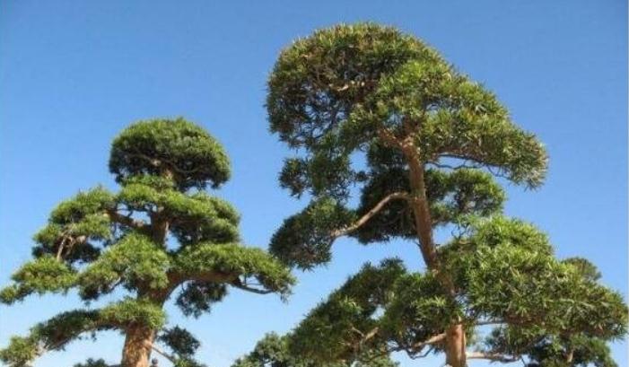 世界上最奇特的树盘点，其中铁桦树的硬度比钢铁硬一倍