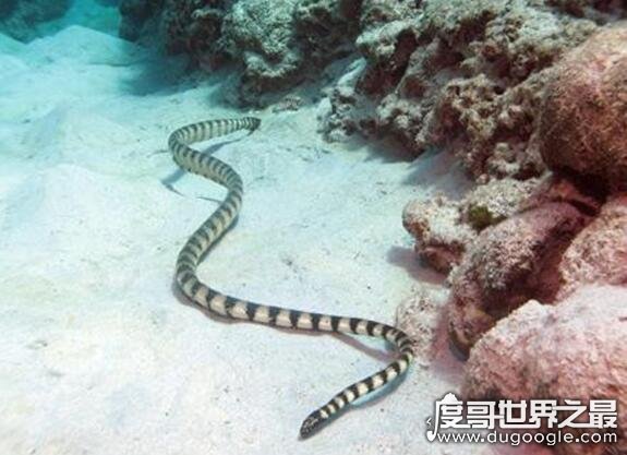 关于蛇的世界之最盘点，地球上最毒的蛇乃贝氏海蛇(毒性强且稳定)