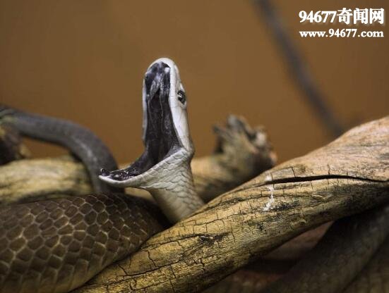 世界上最致命的毒蛇，黄金眼镜蛇(60%死亡率)