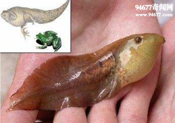 世界上最大的蝌蚪，不合理蛙(王子变青蛙)
