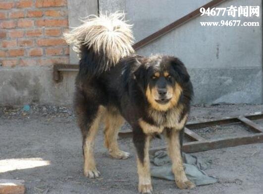 世界上最古老的山地犬，蒙古獒(性格温顺忠于主人)