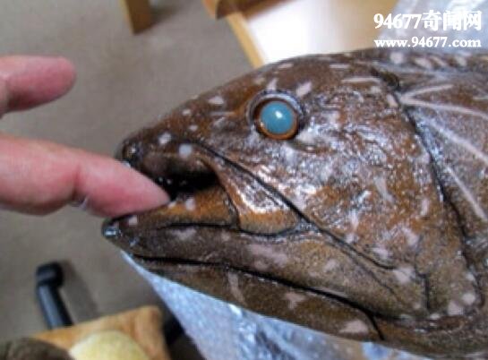 世界上最古老的鱼，腔棘鱼(4亿年的活化石)