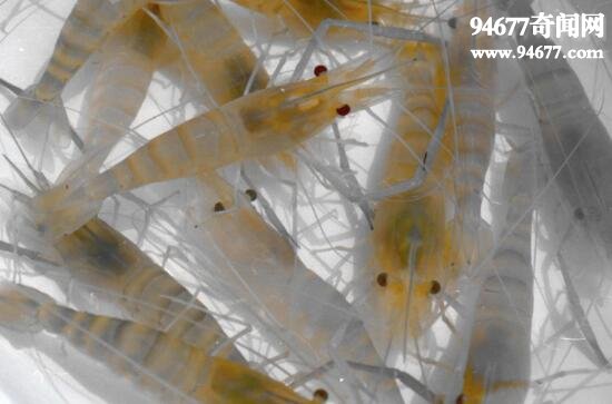 世界上养殖量最高的虾类，罗氏沼虾(淡水虾王)