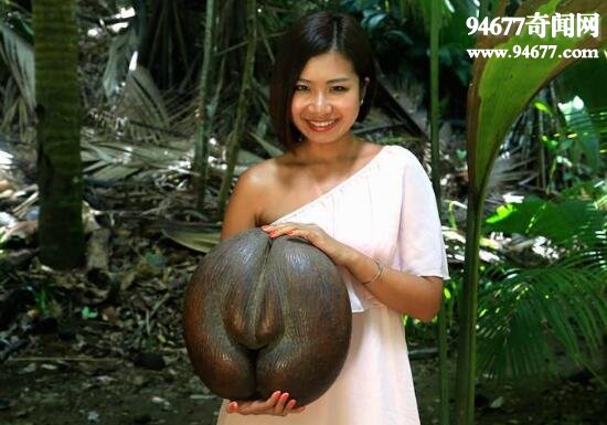 世界上最大的果实，海底椰(催情圣果)