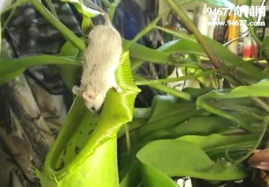世界上最可怕的植物，巨型猪笼草(吞噬老鼠)
