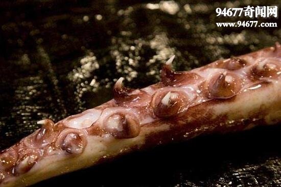 世界上最大的无脊椎动物，大王酸浆鱿(海怪原型)