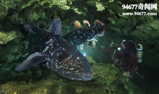 世界上最古老的鱼，腔棘鱼(4亿年的活化石)