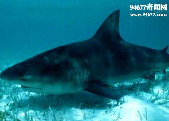 世界上最危险的鲨鱼，牛鲨(经常袭击人类)