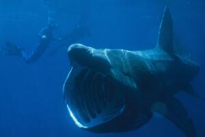 世界上最温和的鲨鱼，姥鲨(专吃浮游生物)
