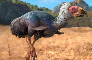世界上最大的鸟类，骇鸟(体长7米/重达600斤已灭绝)