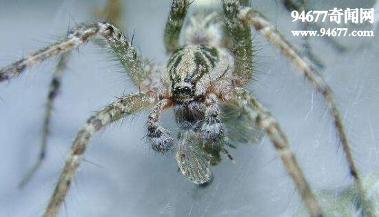 世界十大剧毒蜘蛛，变异漏斗网蜘蛛最致命