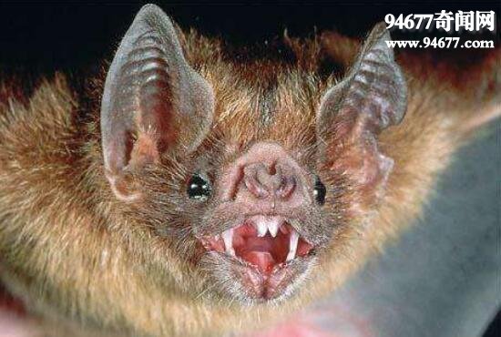 世界上最恐怖的蝙蝠，吸血蝙蝠(以吸血为生)