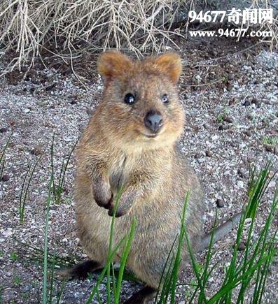 世界上最小的袋鼠，短尾矮袋鼠(体高不过60厘米)