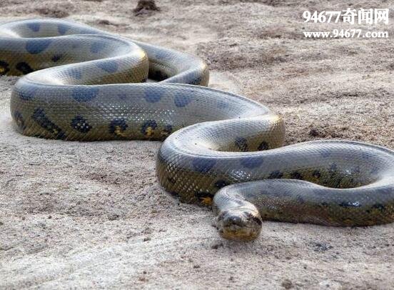 世界上最长寿的蛇，绿茸线蛇能活20万年(虚构)