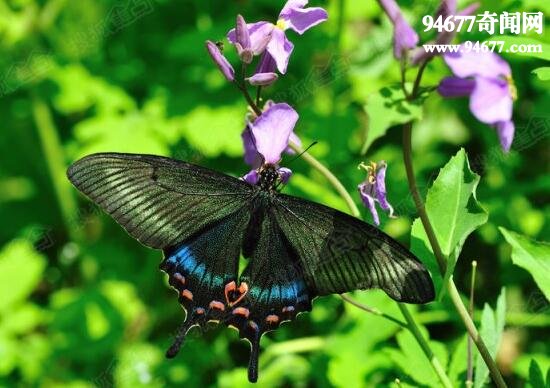 世界上最美丽的蝴蝶，光明女神蝶(秘鲁国蝶)