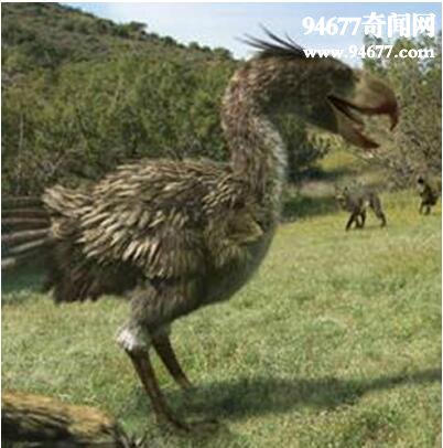 世界上最大的鸟类，骇鸟(体长7米/重达600斤已灭绝)