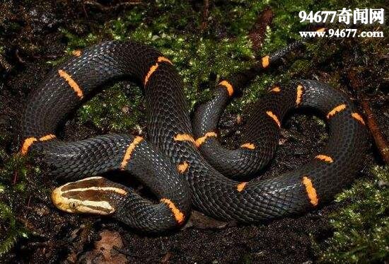 中国最毒的蛇，喜玛拉雅白头蛇(咬住不松口)
