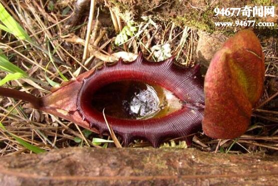 世界上最可怕的植物，巨型猪笼草(吞噬老鼠)