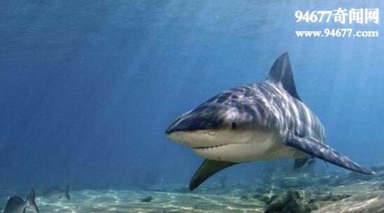 世界上最危险的鲨鱼，牛鲨(经常袭击人类)