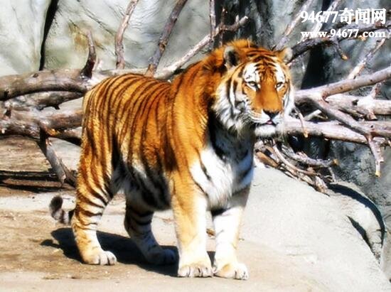 地球史上最大的猫科动物，巨虎(重800公斤)