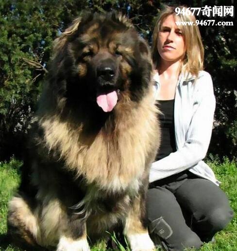 盘点世界上罕见的巨型犬，高大威猛安全感爆棚