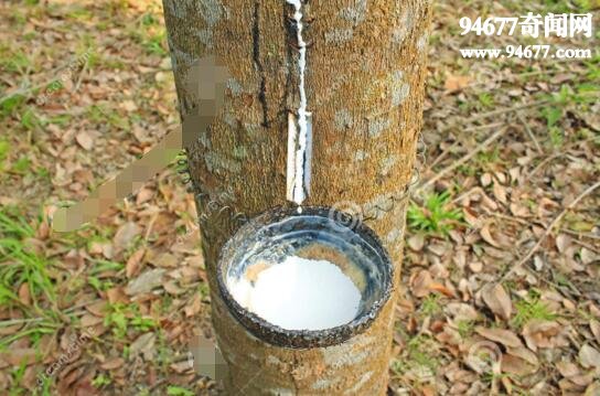 世界上最神奇的树，牛奶树竟流出牛奶(直接饮用)