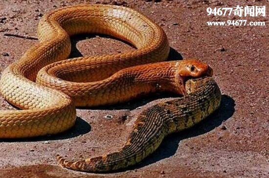 世界上最致命的毒蛇，黄金眼镜蛇(60%死亡率)