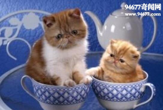 世界上最小的猫，茶杯猫图片大全