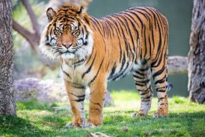 世界上最稀有动物有哪些，苏门答腊虎全球仅剩20只