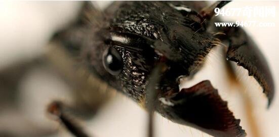 世界上最毒的蚂蚁，子弹蚁(咬人最疼的虫子)
