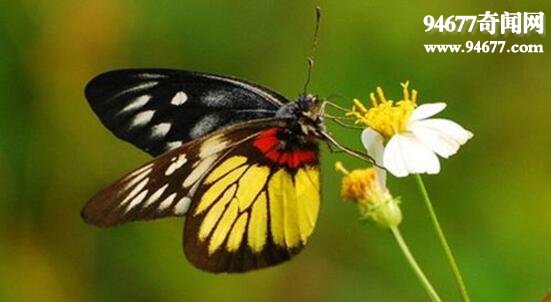 世界上最美丽的蝴蝶，光明女神蝶(秘鲁国蝶)