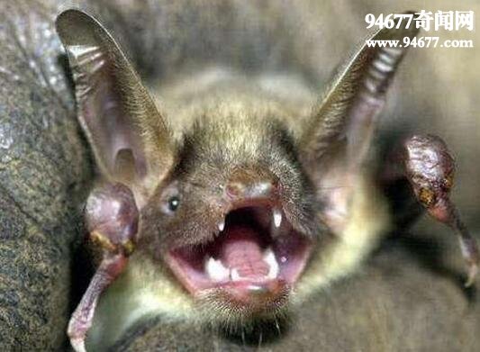 世界上最恐怖的蝙蝠，吸血蝙蝠(以吸血为生)