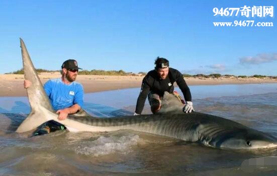 世界上最大的虎鲨，澳大利亚虎鲨(623公斤堪比卡车)