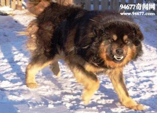世界上最古老的山地犬，蒙古獒(性格温顺忠于主人)