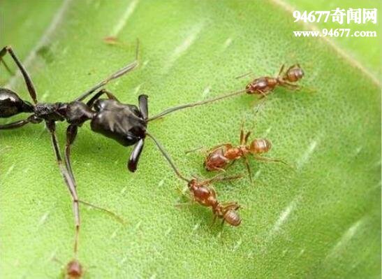 世界上最毒的蚂蚁，子弹蚁(咬人最疼的虫子)