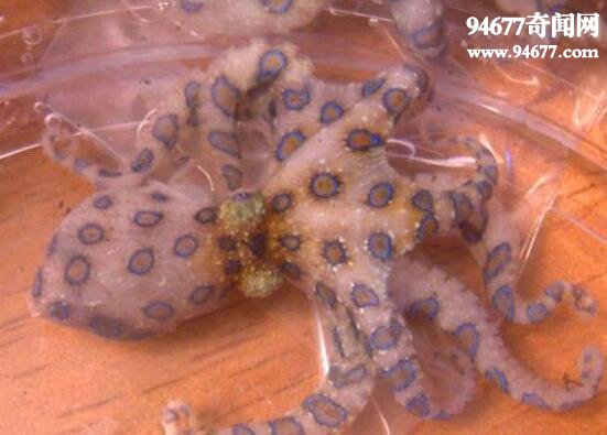 世界上最毒的章鱼，蓝环章鱼(一口毙命无解药)