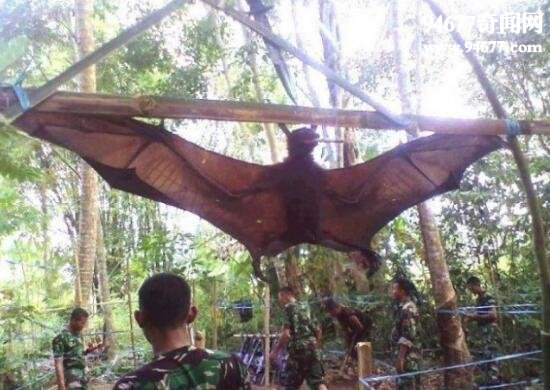 盘点世界上最大的巨型蝙蝠，马来大狐蝠(翼展2米)